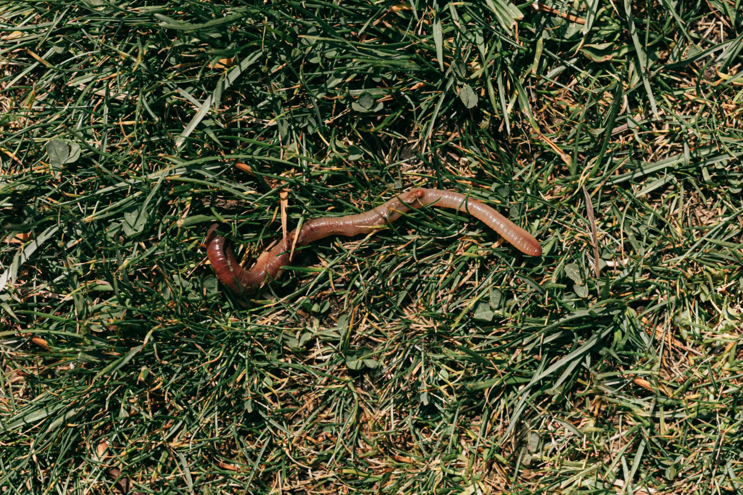 Ein Regenwurm liegt auf Gras