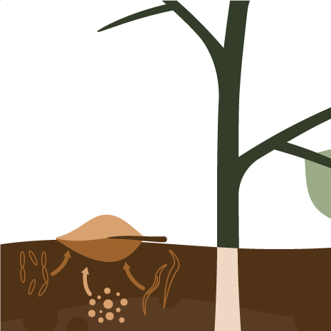 Illustration von Bodenorganismen, welche abgestorbene Pflanzenreste zersetzen.