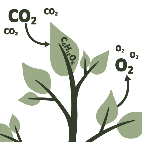Illustration von CO2, welches durch Photosynthese aufgenommen und als Zuckermolekuel gespeichert wird.