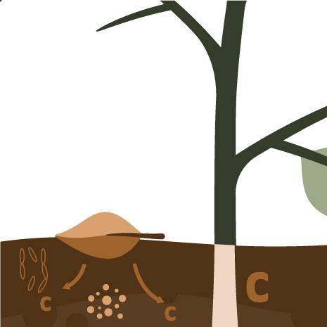 Illustration von Kohlenstoff, welcher im Boden gespeichert wird.
